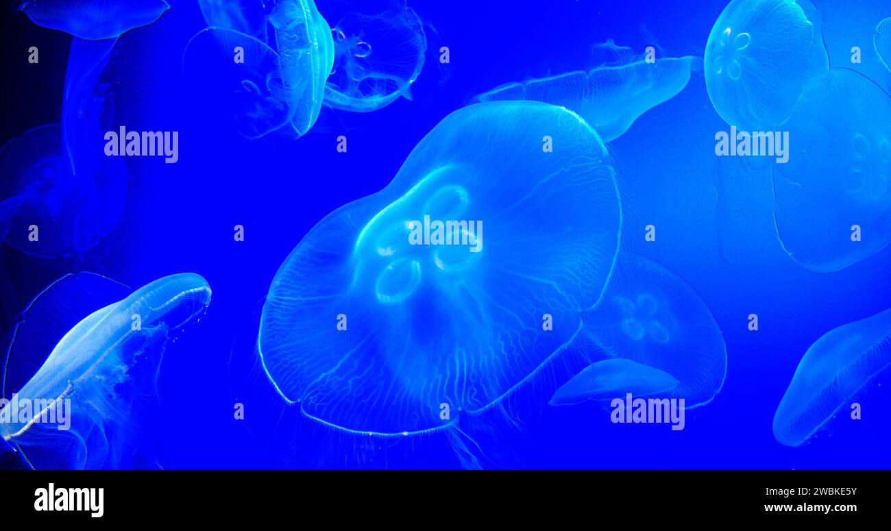 Gewöhnliche Quallen oder Mondquallen, Uroelia aurita, Gruppenschwimmen Stockfoto