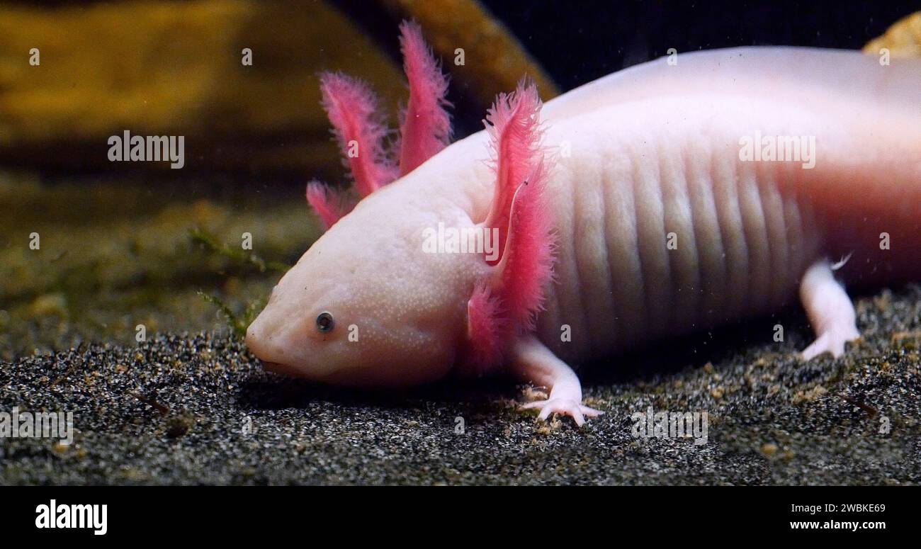 Axolotl, z.B. geschieht Stockfoto