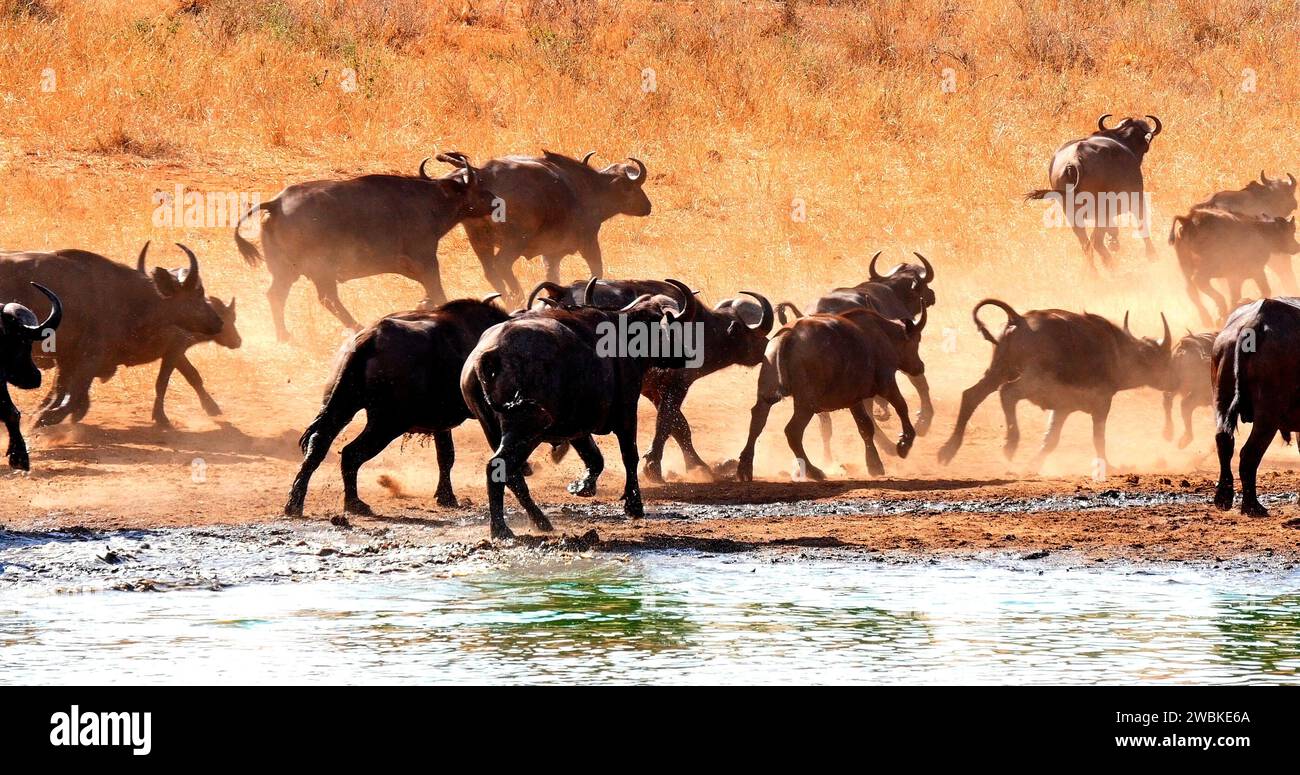 African Buffalo, Syncerus Caffer, Herdentrinker am Water Hole, Tsavo Park in Kenia Stockfoto