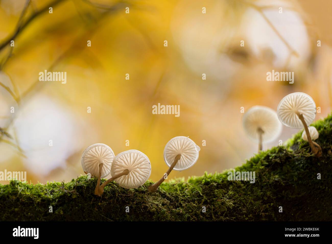 Buchenschleimschimmel (Mucidula mucida) auf einem moosbedeckten Zweig, Herbststimmung, Deutschland Stockfoto