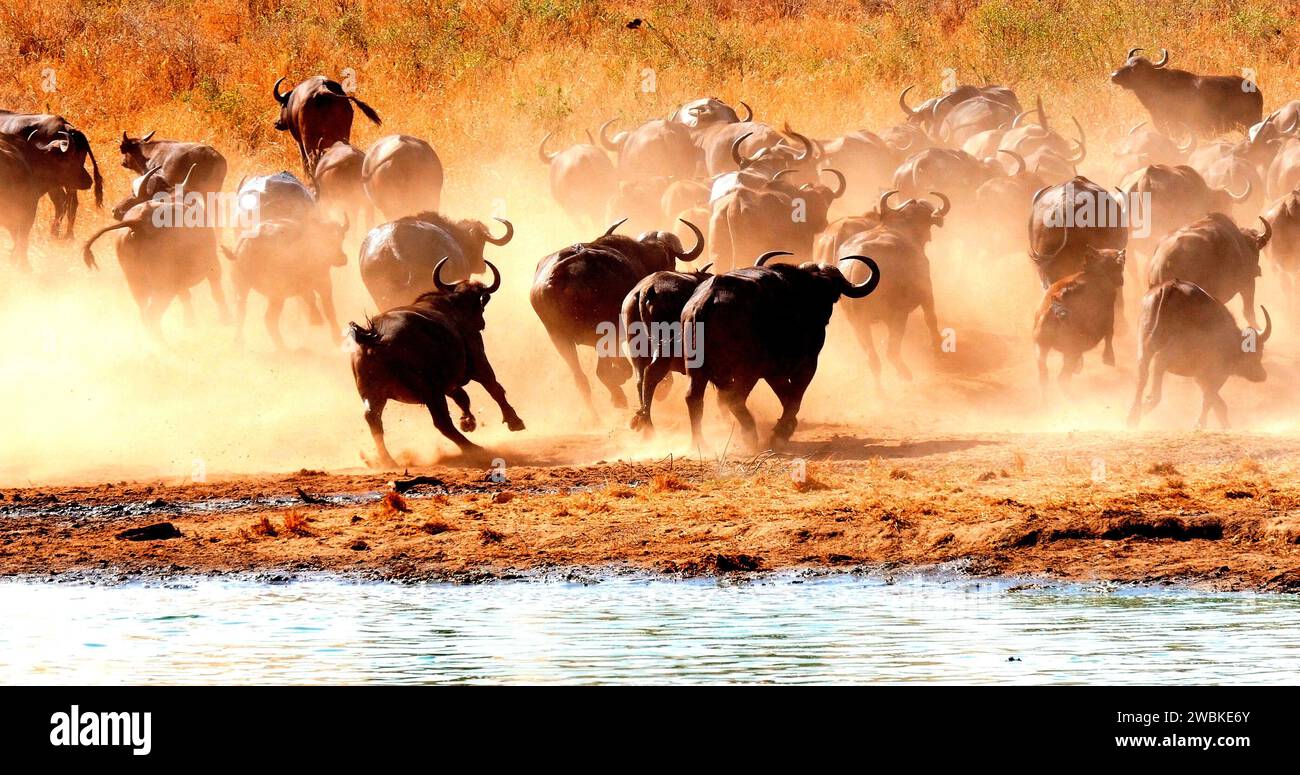 African Buffalo, Syncerus Caffer, Herdentrinker am Water Hole, Tsavo Park in Kenia Stockfoto