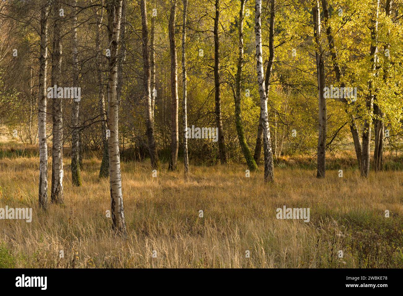 Birken und Espen im Herbstlaub, Abendlicht, Naturpark Pfälzer Wald, Biosphärenreservat Pfälzer Wald-Nordvogesen, Deutschland, Rheinland-Pfalz Stockfoto