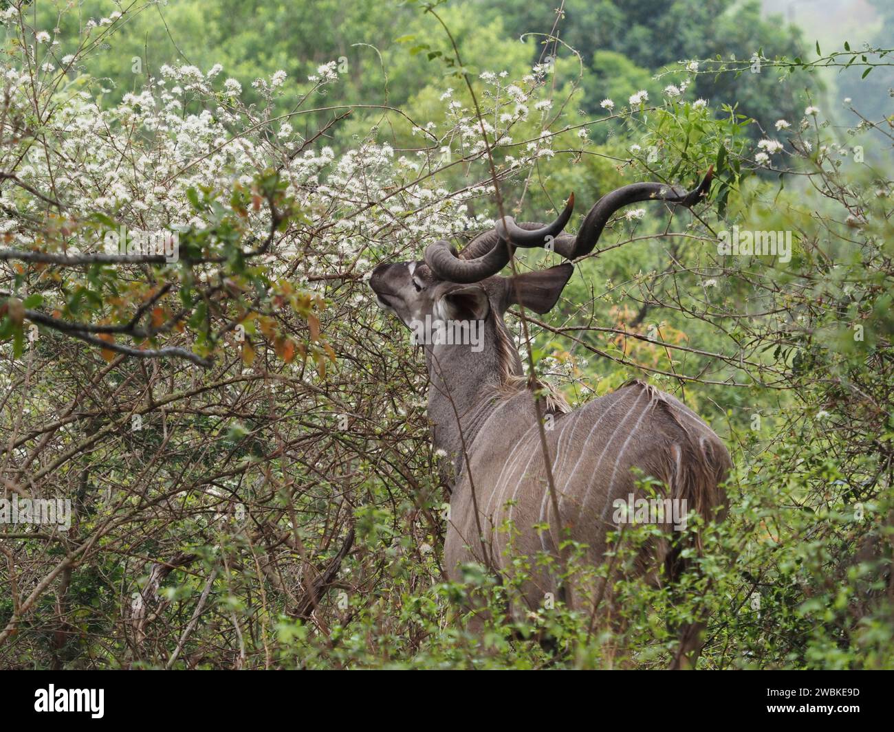 Männlicher Großkudu (Tragelaphus strepciceros) isst Blätter im Busch im Kruger-Nationalpark, Mpumalanga, Südafrika Stockfoto