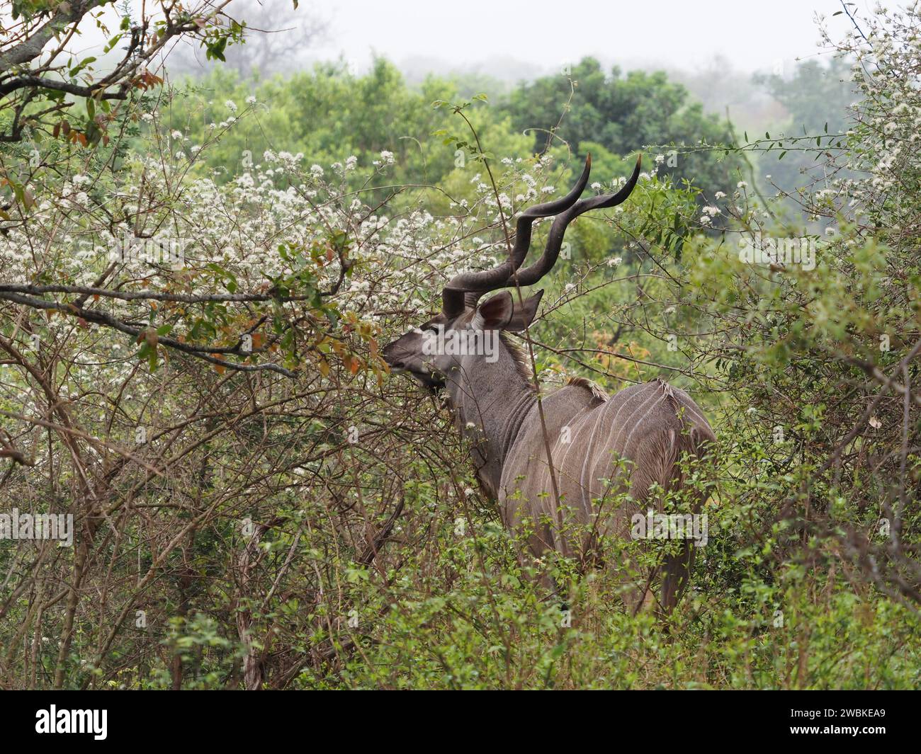 Männlicher Großkudu (Tragelaphus strepciceros) isst Blätter im Busch im Kruger-Nationalpark, Mpumalanga, Südafrika Stockfoto