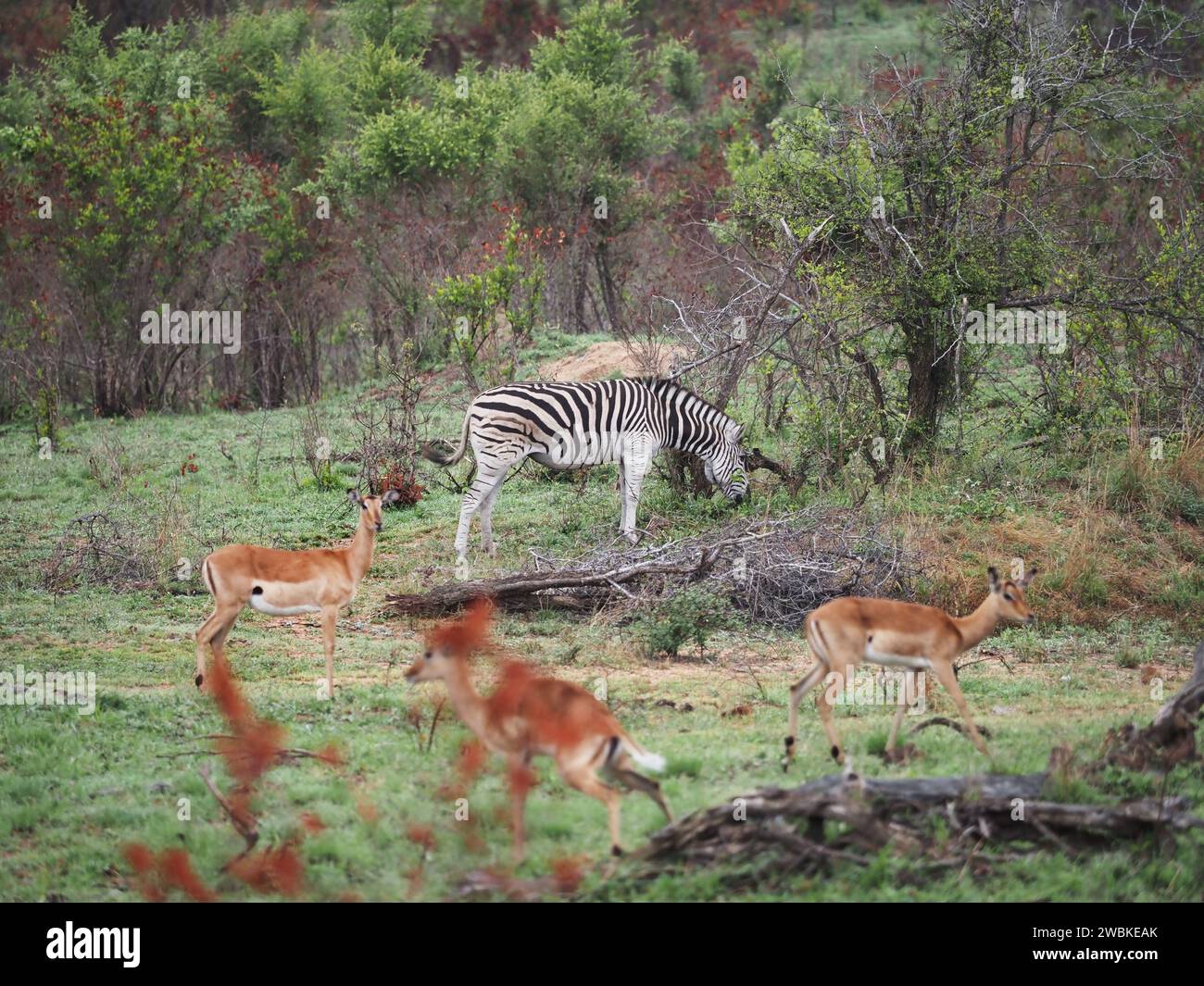 Zebra- und Impala-Gazellen zusammen im Kruger-Nationalpark bei Skukuza, Mpumalanga, Südafrika Stockfoto