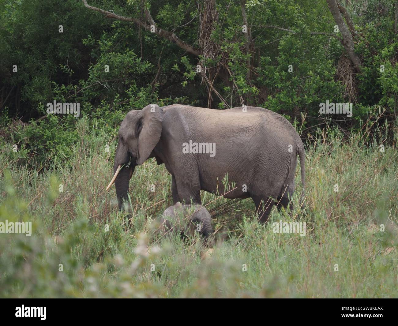 Afrikanische Elefantenmutter (loxodonta africana) mit Jungkalb, Kruger-Nationalpark, Mpumalanga, Südafrika Stockfoto