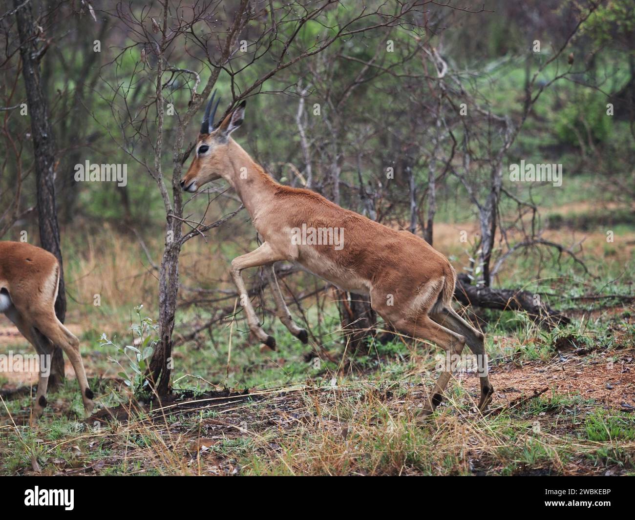 Springender männlicher Impala (aepyceros melampus) im Kruger-Nationalpark bei Skukuza, Südafrika. Stockfoto