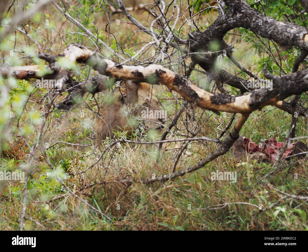 Löwe ruht sich nach dem Essen aus, mit einem Teil des Büffelkadavers daneben, im Kruger-Nationalpark, Mpumalanga, Südafrika Stockfoto