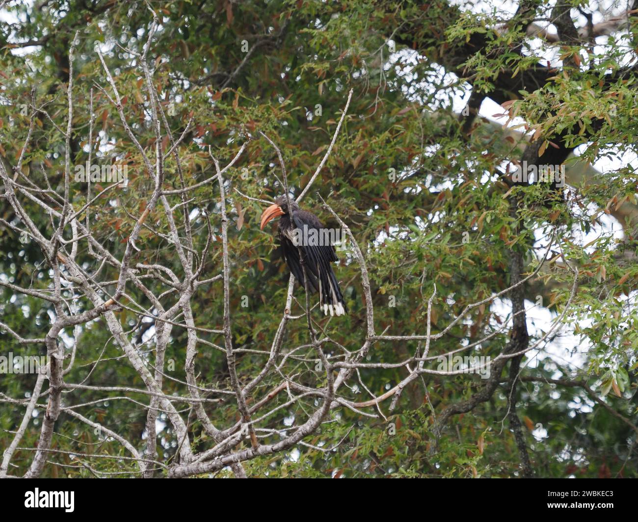 Gekrönter Nashornvogel (tockus alboterminatus) in einem Baum im Kruger-Nationalpark, Mpumalanga, Südafrika. Stockfoto