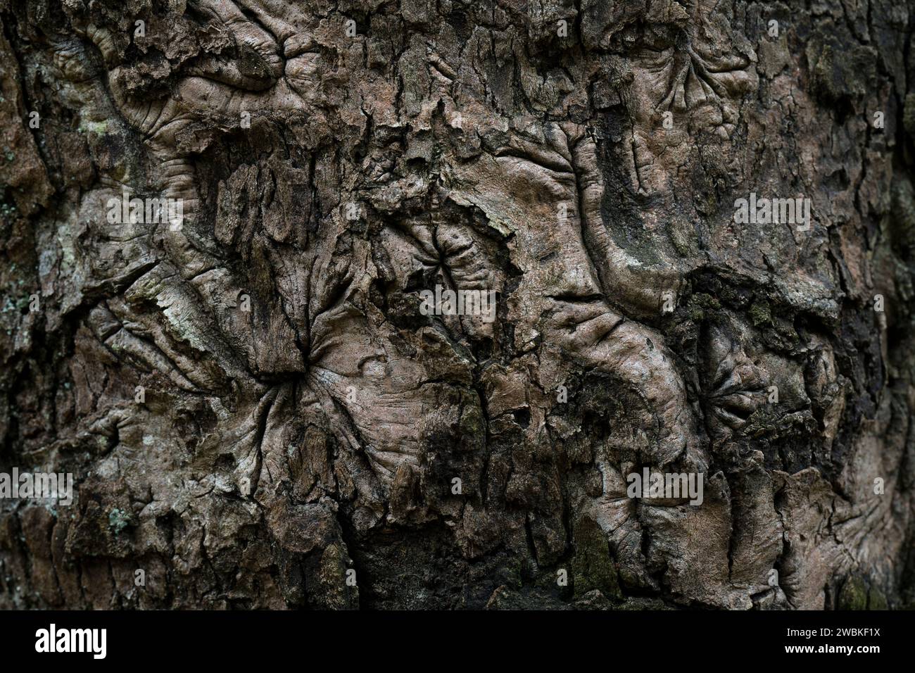 Dunkle gefurchte Rinde einer Birke, Nahaufnahme, Deutschland Stockfoto