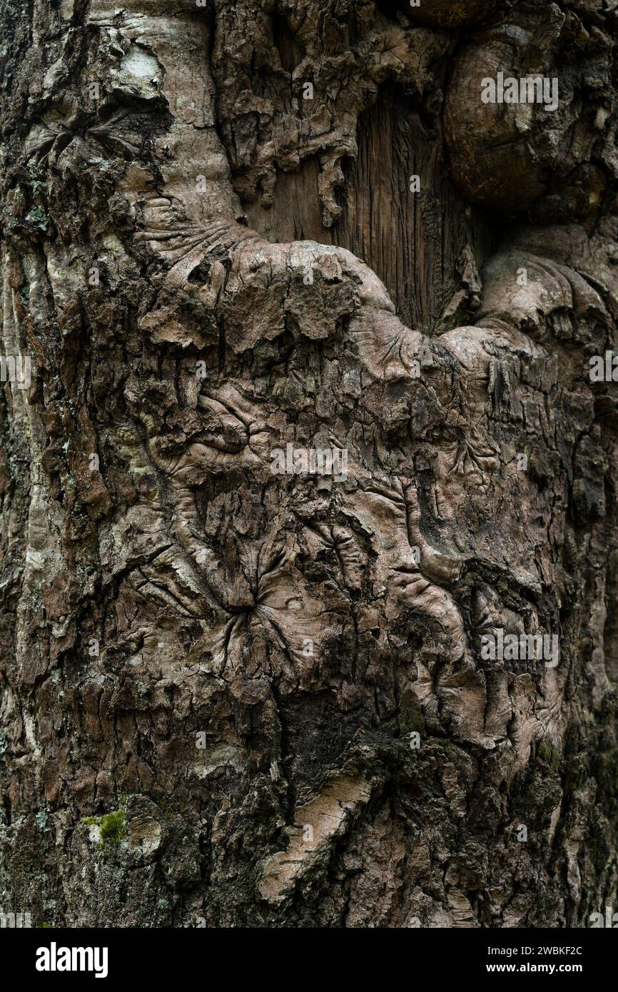 Dunkle gefurchte Rinde einer Birke, Nahaufnahme, Deutschland Stockfoto