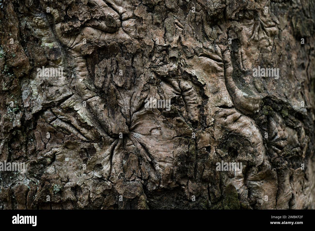 Dunkle gefurchte Rinde einer Birke, Nahaufnahme, Deutschland Stockfoto