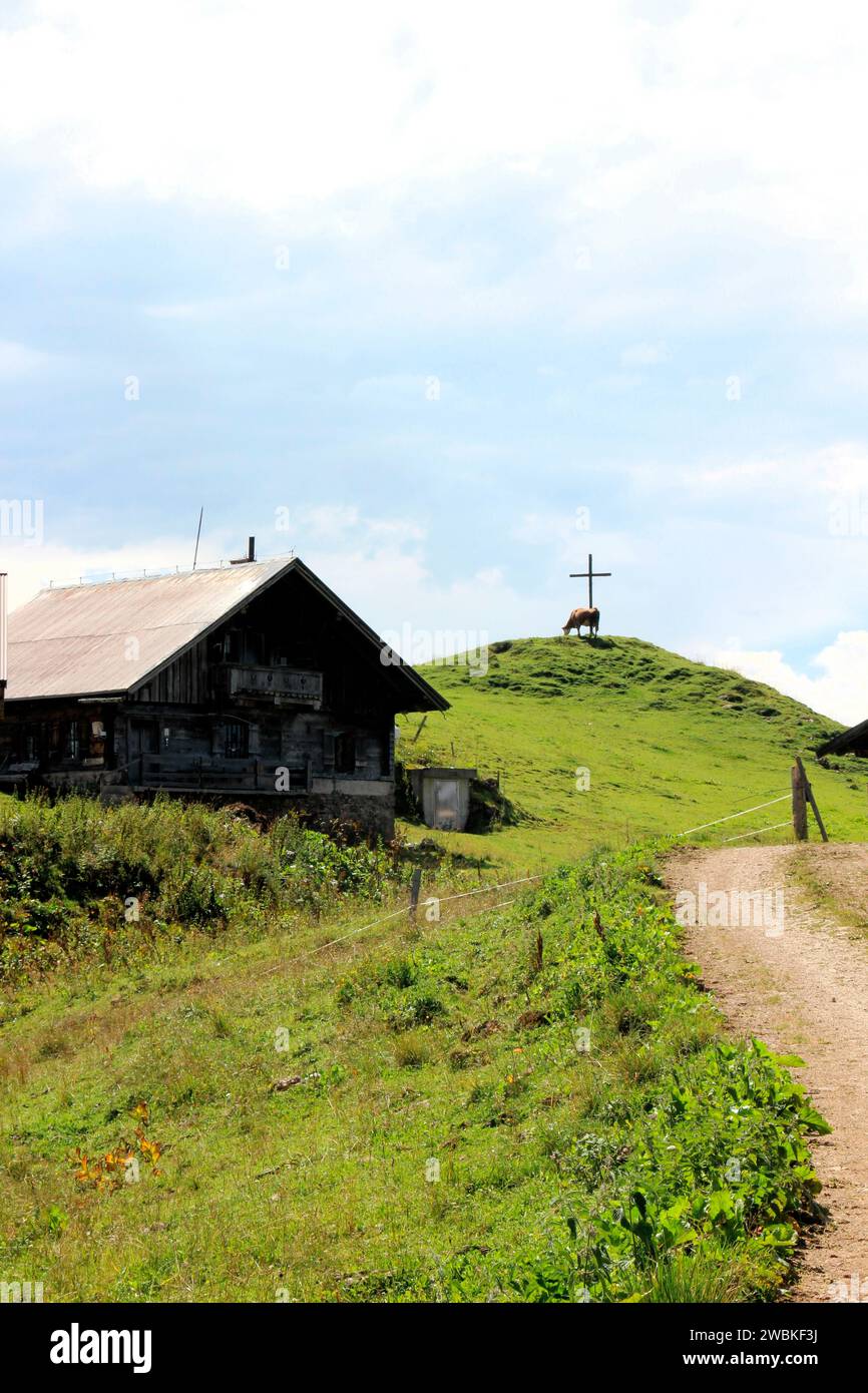 Freilaufende, glückliche Rinder auf einer Wiese nahe der Lochalm, im Hintergrund ein Holzkreuz, Bächental, Eben am Achensee, Tirol, Österreich Stockfoto