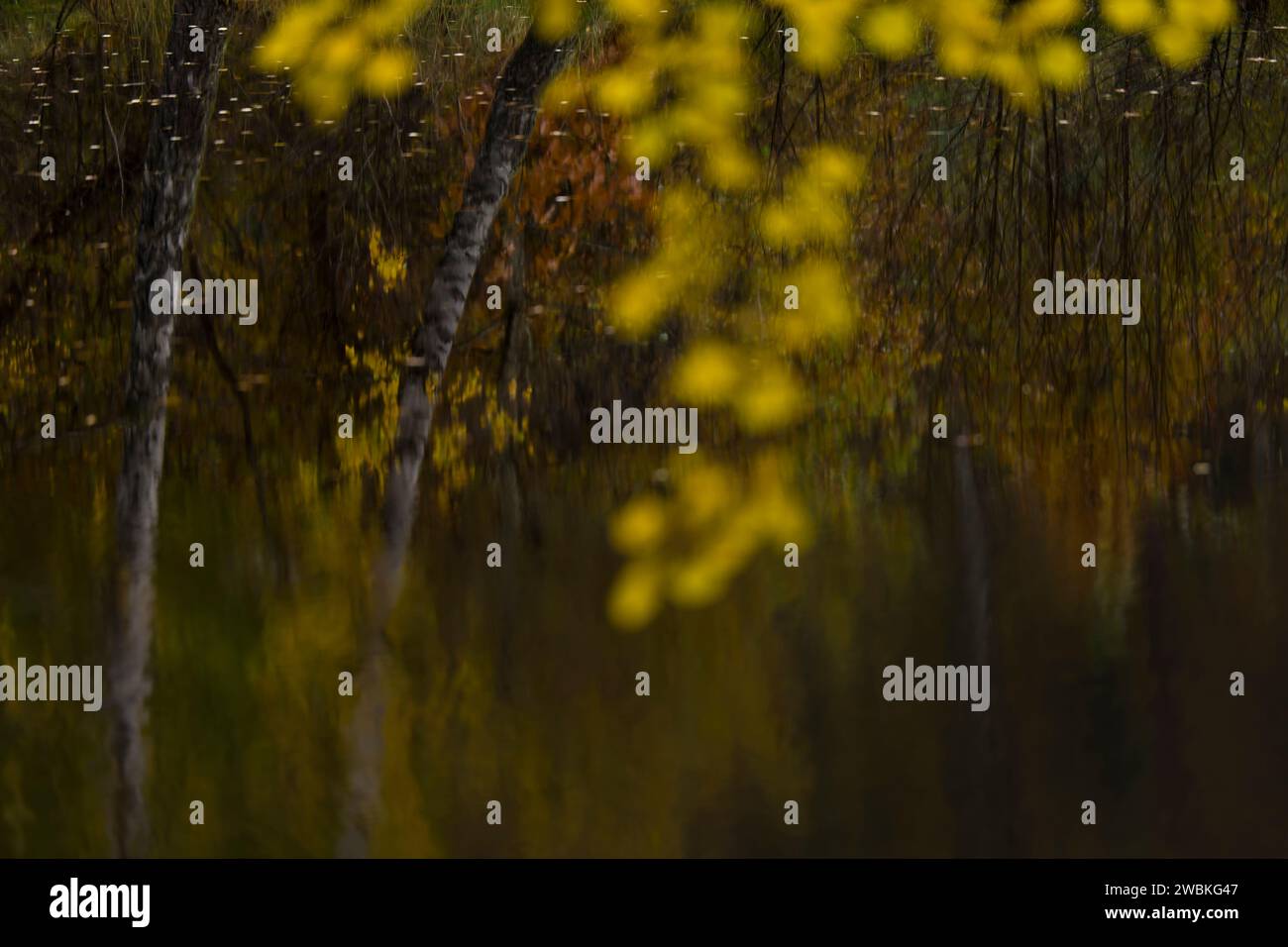 Bäume in Herbstfarben spiegeln sich im dunklen Wasser eines Sees, gelbe Blätter verschwimmen im Vordergrund, Deutschland Stockfoto