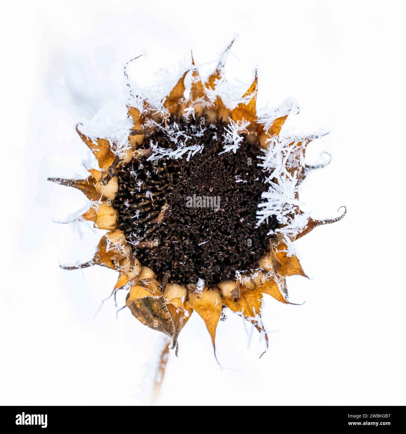 Winter-Sonnenblume Stockfoto
