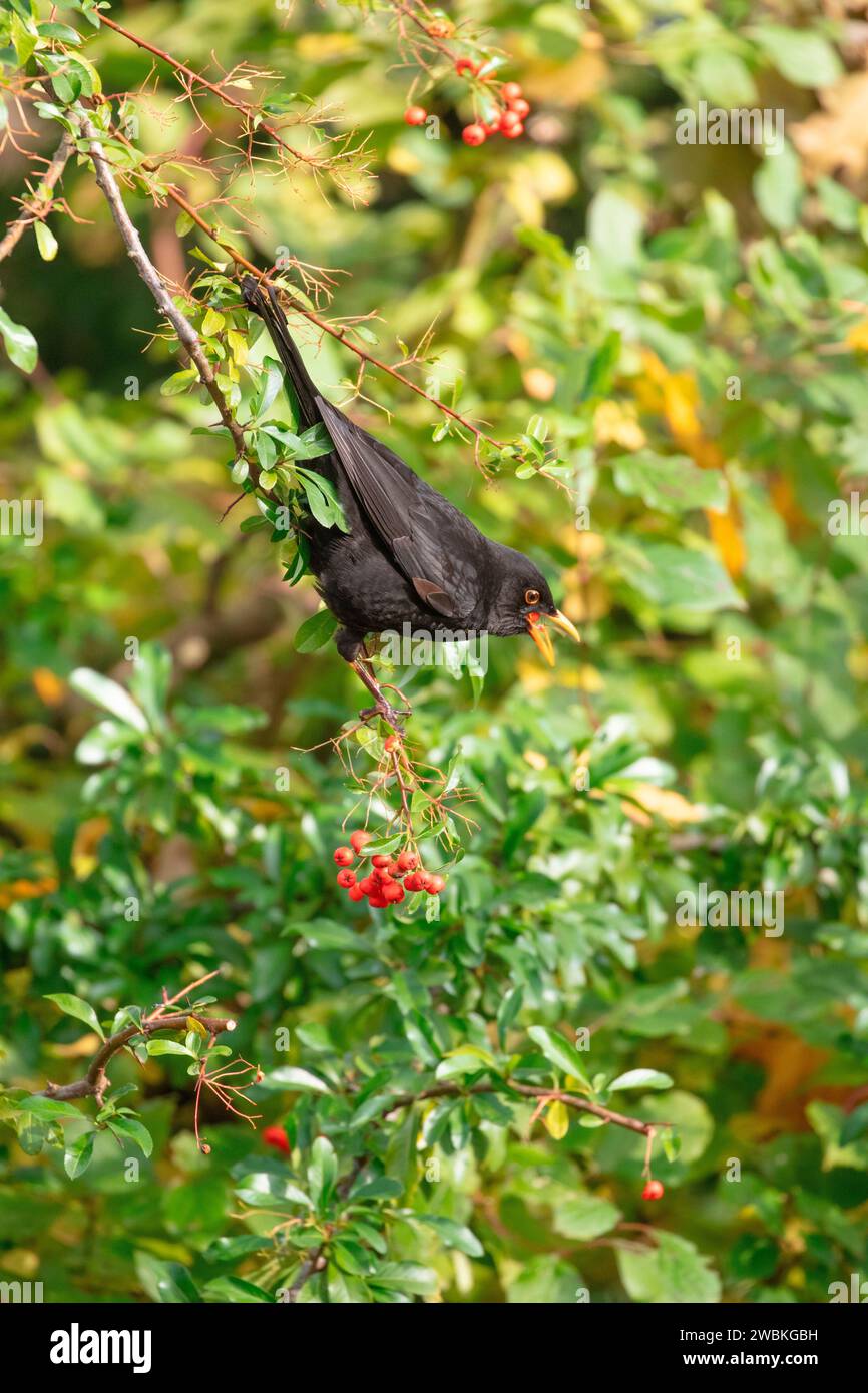 Männliche Amsel (Turdus merula) isst Beeren vom feuerdorn (Pyracantha coccinea) Stockfoto