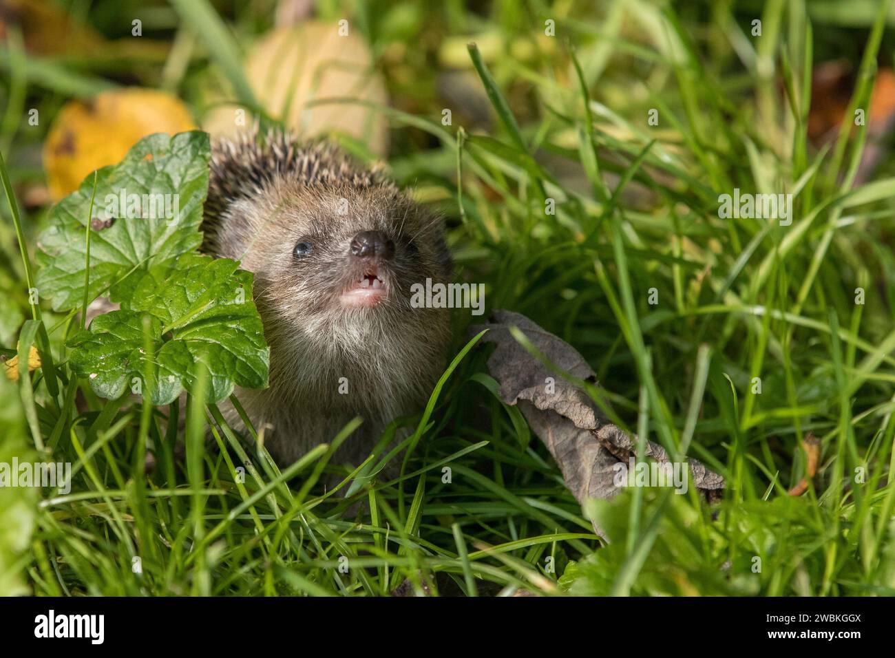 Igel, Erinaceus europaeus, Stacheltier, Tier des Jahres 2024 Stockfoto