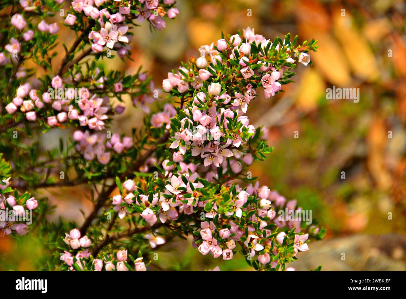 Nicht alles Unkraut ist ein Augenschmaus. Vor allem spielt es für die Natur eine wichtige Rolle, dass es Bestäuber in das Gebiet locken könnte. Stockfoto