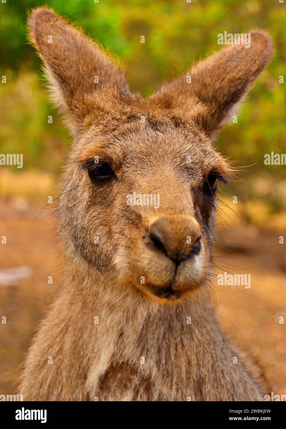 Ein Teenager-Känguru hofft auf mehr Leckereien von den Besuchern Stockfoto