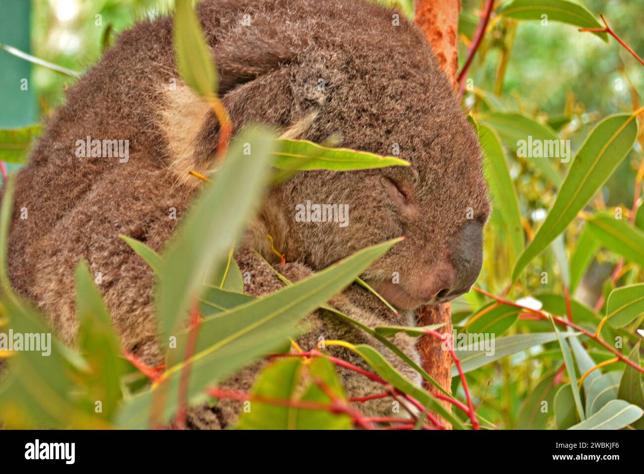 Träumen unter dem Eukalyptus: Ein friedlich schlafender Koala. Stockfoto