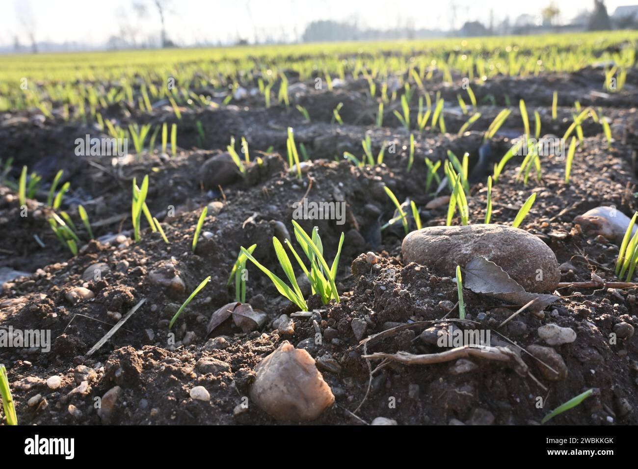 Feld „Kultivierung“ Stockfoto