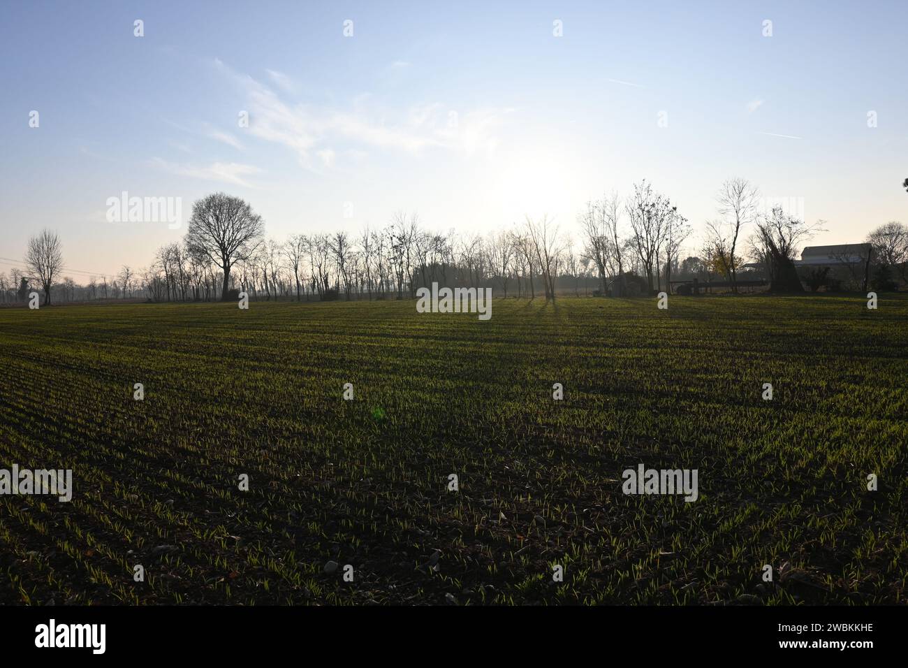 Mais-Anbau Stockfoto