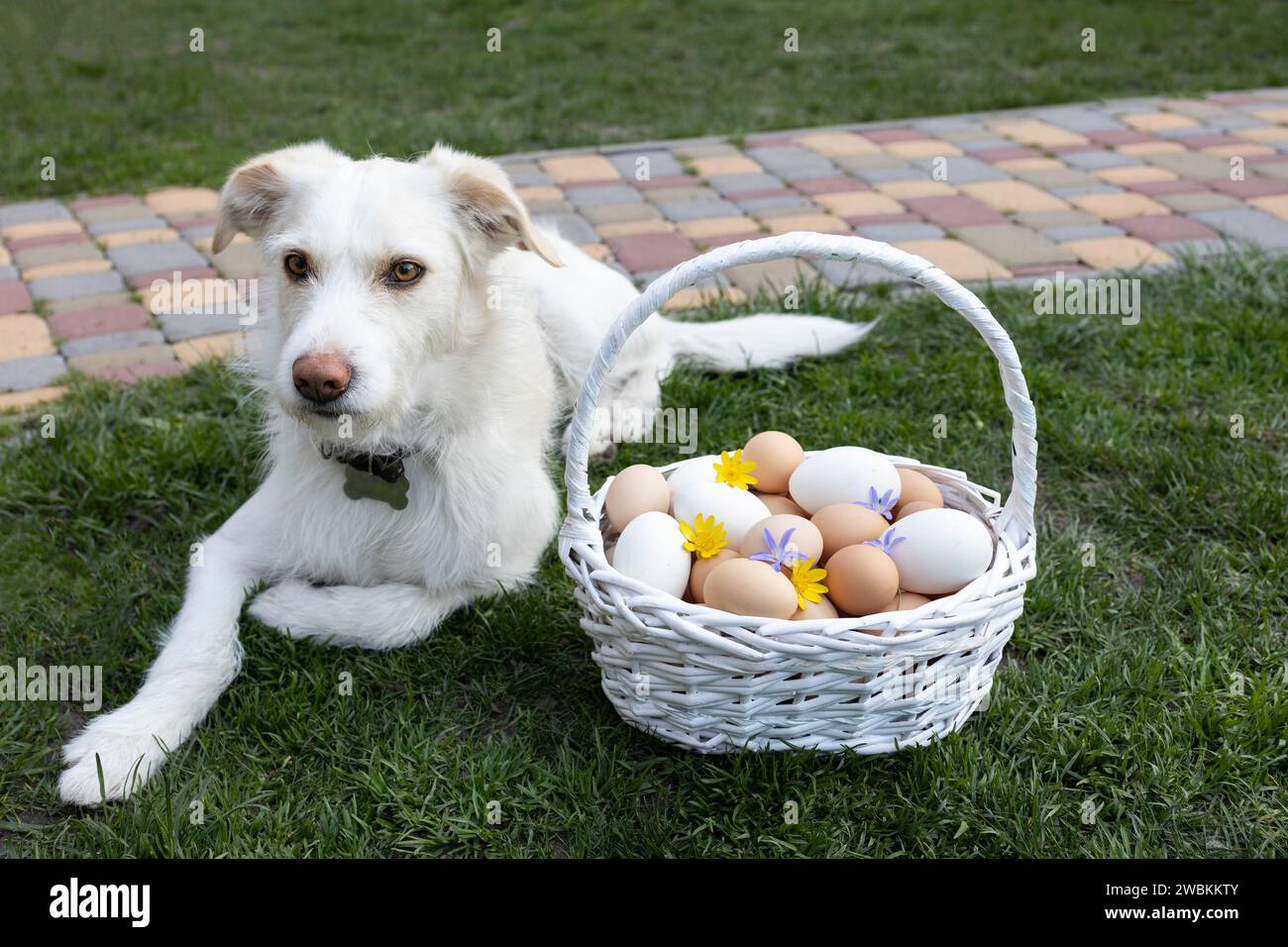 Viele frisch gesammelte Hühnereier in einem Korb auf dem Gras, ein weißer Hund liegt in der Nähe. Ostervorbereitung. Osterspaß Stockfoto