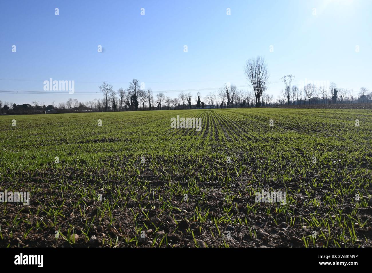 Feld „Kultivierung“ Stockfoto