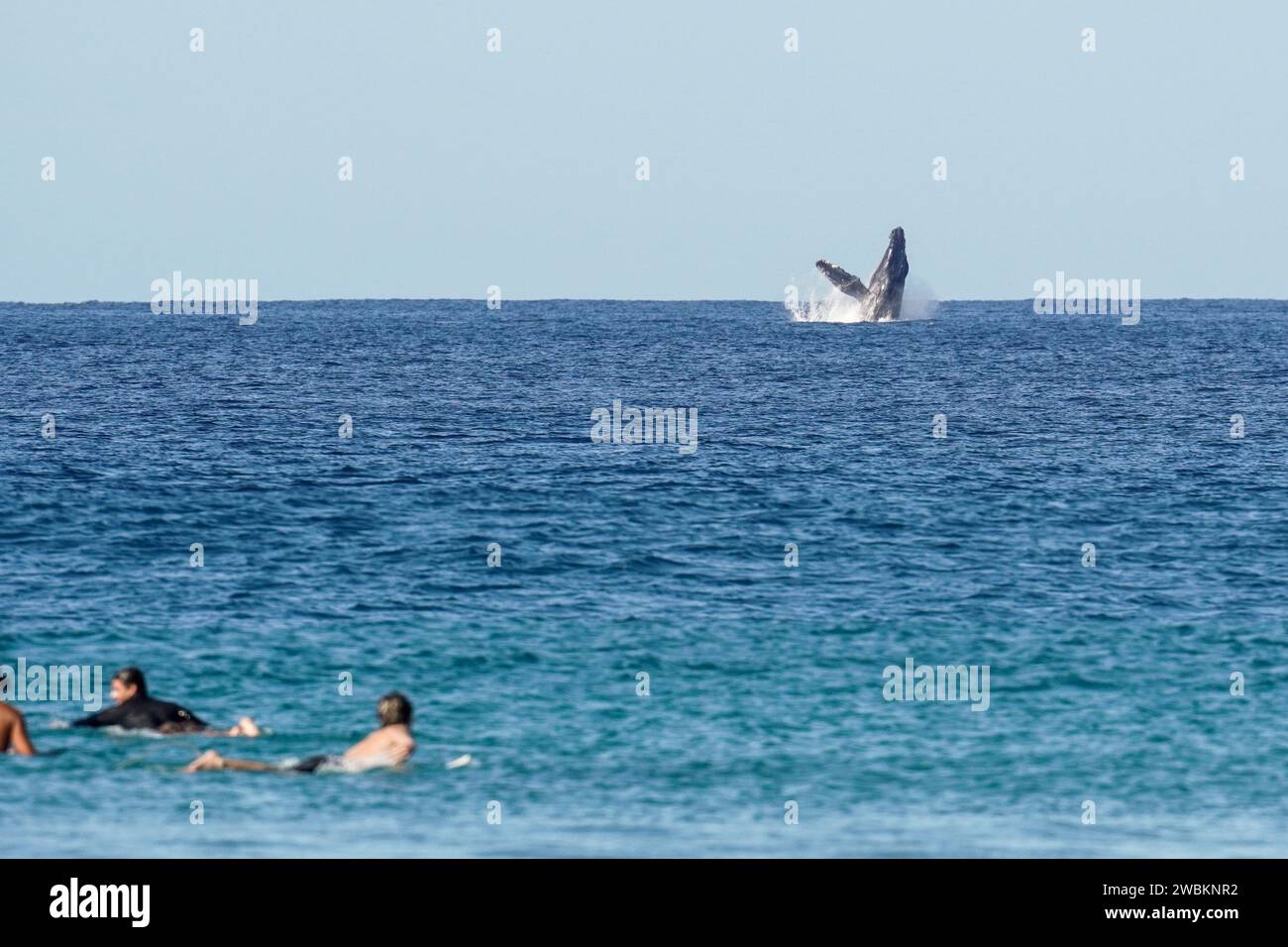 Buckelwal, der vor Surfern aus dem Wasser springt. Wale brechen im Pazifik in Costa Rica, während Surfer paddeln. Stockfoto
