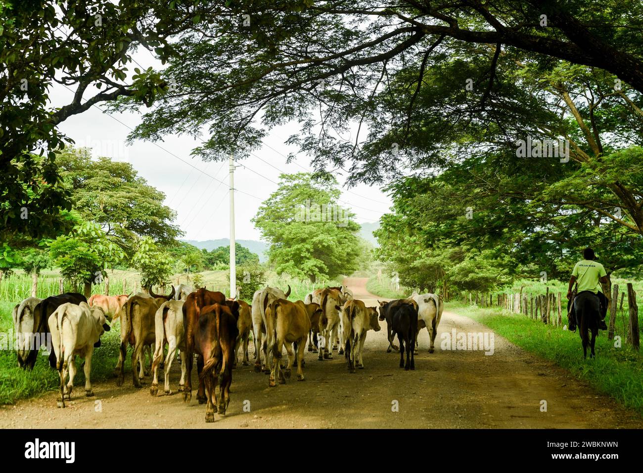 Kühe auf der Straße mit Cowboy auf Pferd in Costa Rica. Rinderhaltung in Lateinamerika. Blue Zone Farming, zurück zu den Grundlagen. Traditionelle Landwirtschaft Stockfoto
