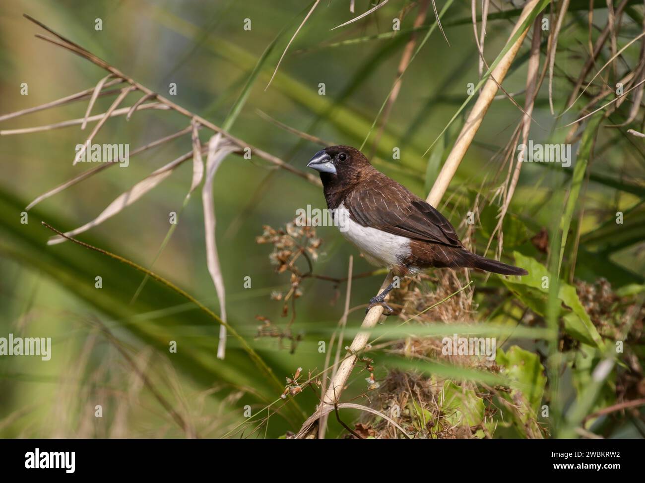 Die Weißrumpelmunia oder Weißrumpelmannikin, in der Vogelzucht auch als streifenfinke bezeichnet, ist ein kleiner Passerinvogel aus der Familie der Estrildid Stockfoto