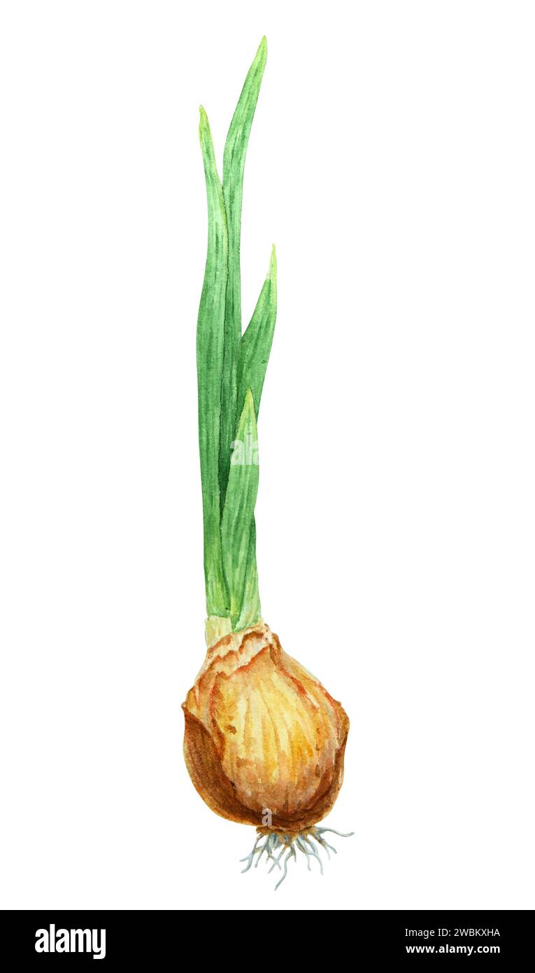 Pflanzenzwiebeln, Blume. Aquarell handgezeichnete Illustration von Narzisse, Zwiebeln, Tulpen, Hyazinthen. Botanisches Gemälde der Frühlingsgartenblume für Stockfoto