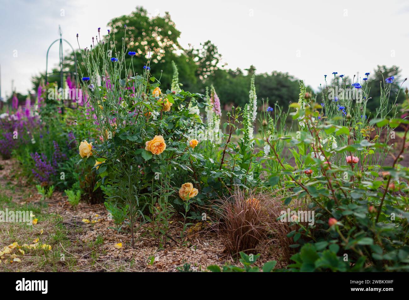 Goldener Zeststrauch blüht mit gelben Rosen im Sommergarten von Fuchshandschuhen und bronzenen Seggengras bei Sonnenuntergang. Amerikanische Auswahl. Stockfoto