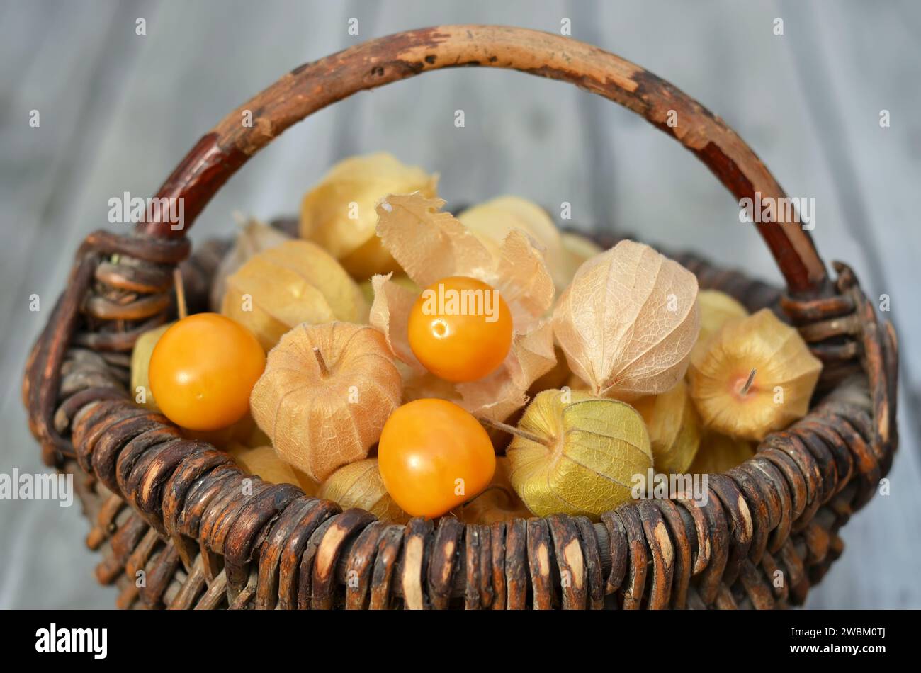 Reife Früchte der peruanischen Physalis in trockenen Kelchen in einem Korb auf grauem Hintergrund. Stockfoto