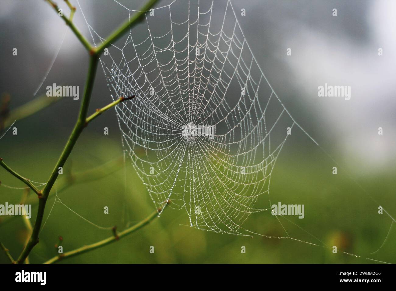 Nahaufnahme des Spinnennetzes mit Wassertropfen Stockfoto