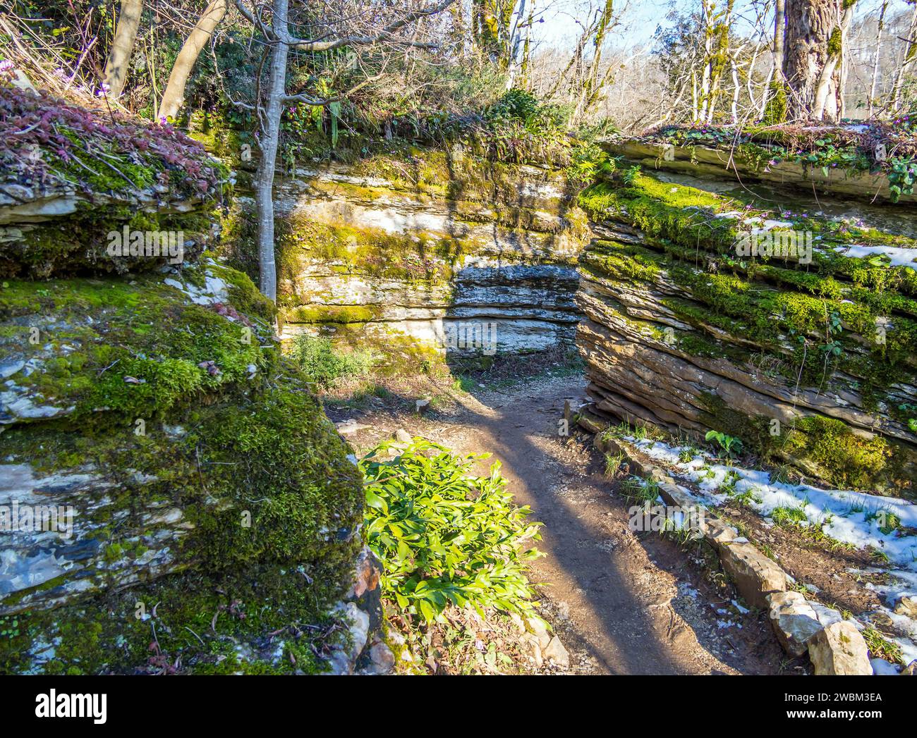 Sotschi. Russland - 2023. Februar 16: Ein Fragment einer tektonischen Verwerfung im Eibenholzhain der Kaukasischen Reserve. Stockfoto