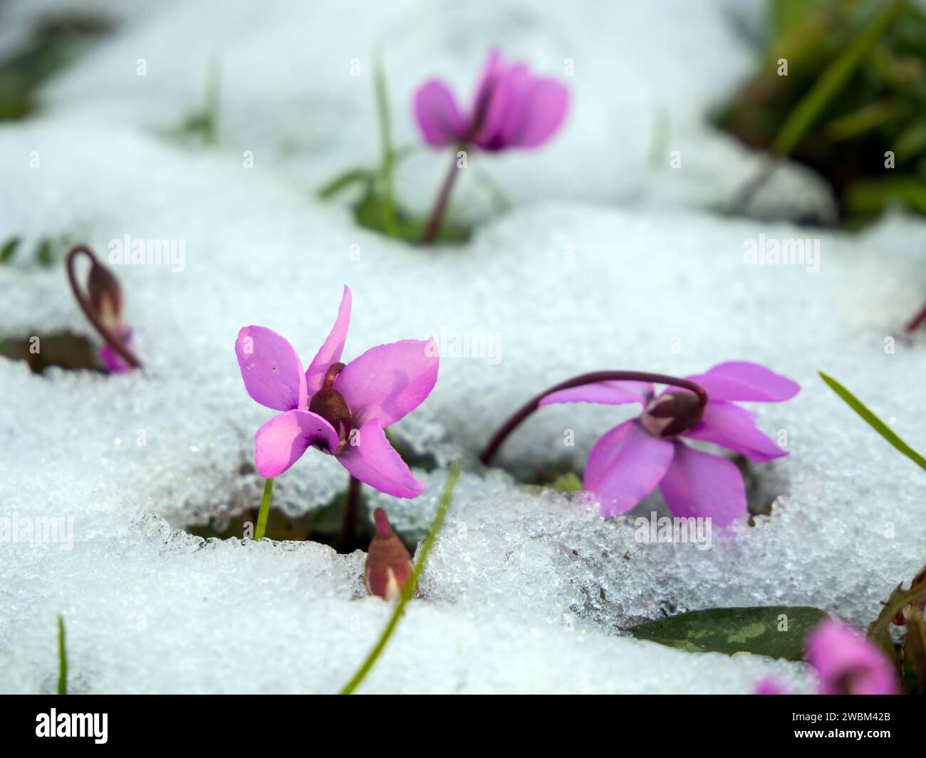 Schneeglöckchen blüht auf den Lichtungen an den Berghängen von Sotschi Stockfoto