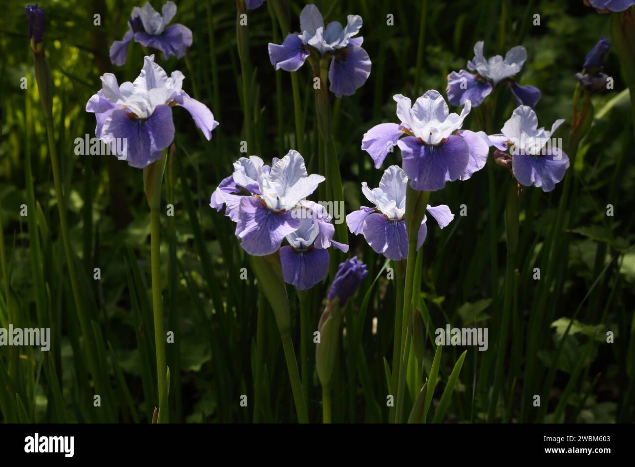 Lila Bärtige Irisblumen Stockfoto