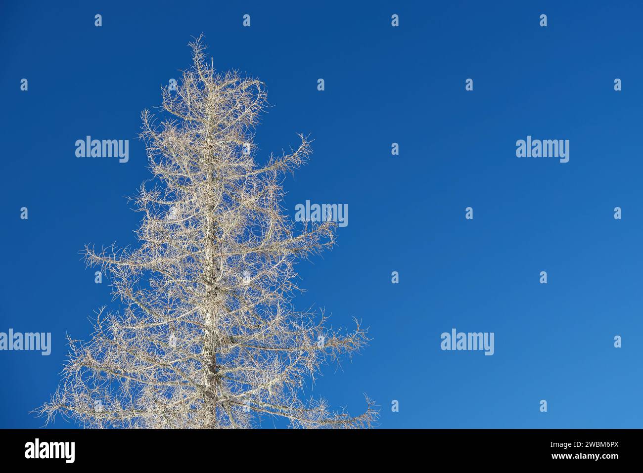 Paysage de montagne enneigée en hiver Stockfoto