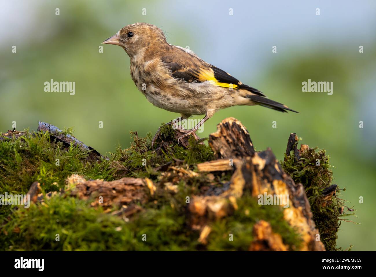 Junger Europäischer Goldfink auf moosigem Baumstumpf Stockfoto
