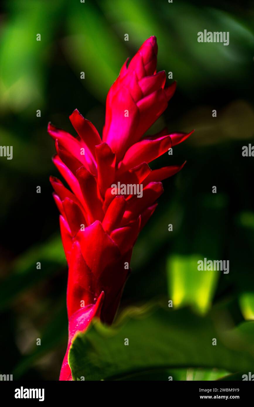 Rote Ingwerblüte im tropischen Maui-Garten. Stockfoto