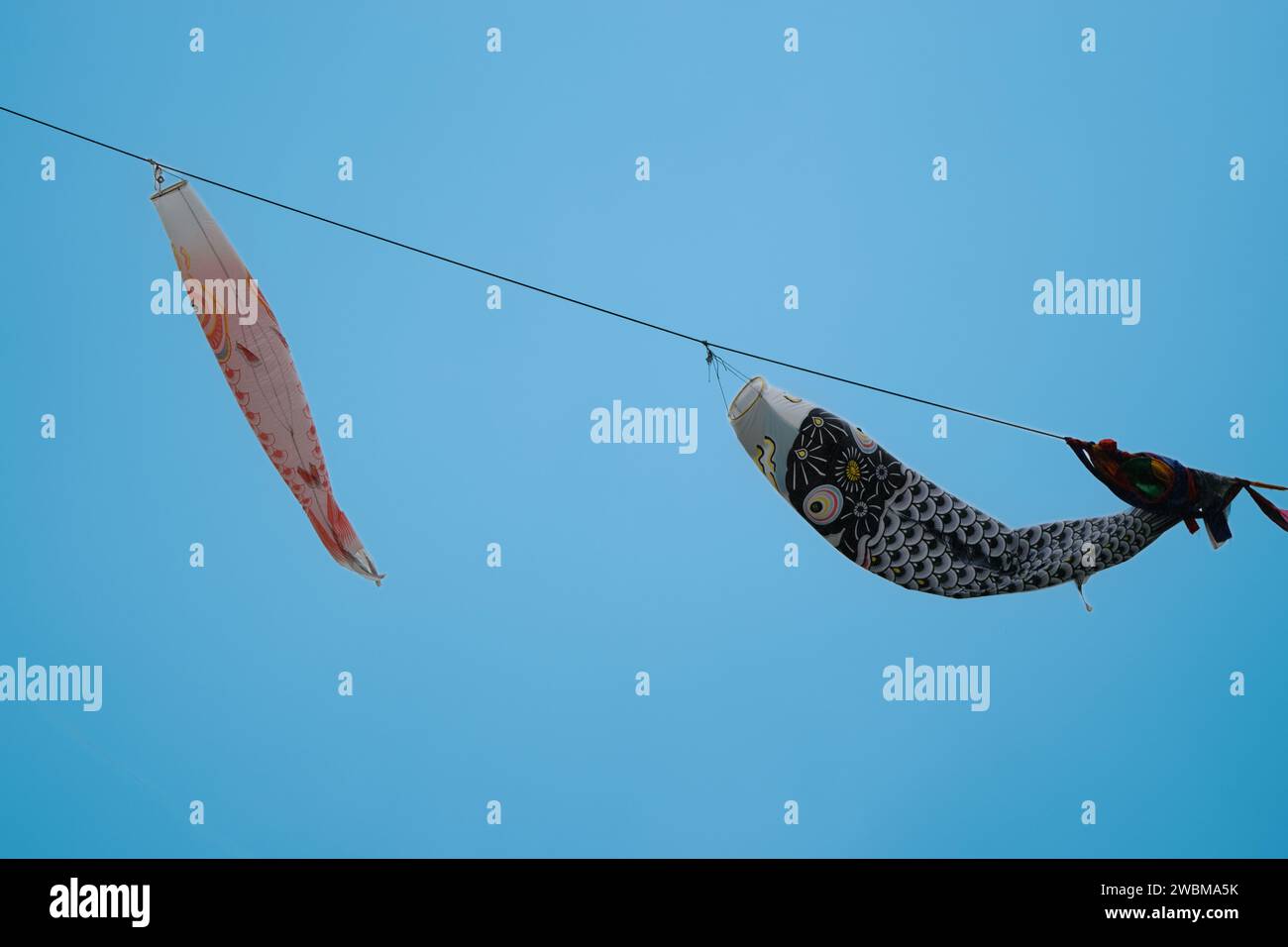 Japanische Koinobori-Windsocken in Karpfenform fliegen gegen einen klaren blauen Himmel und symbolisieren den Kindertag. Stockfoto