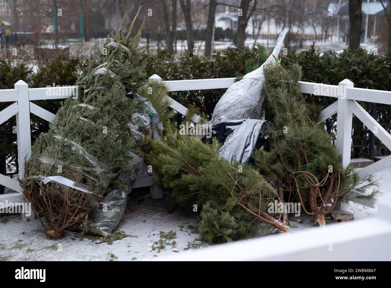 Stapel von gebrauchten Weihnachtsbäumen, die für das Recycling vorbereitet sind. Sammelstelle für Recycling. Hochwertige Fotos Stockfoto