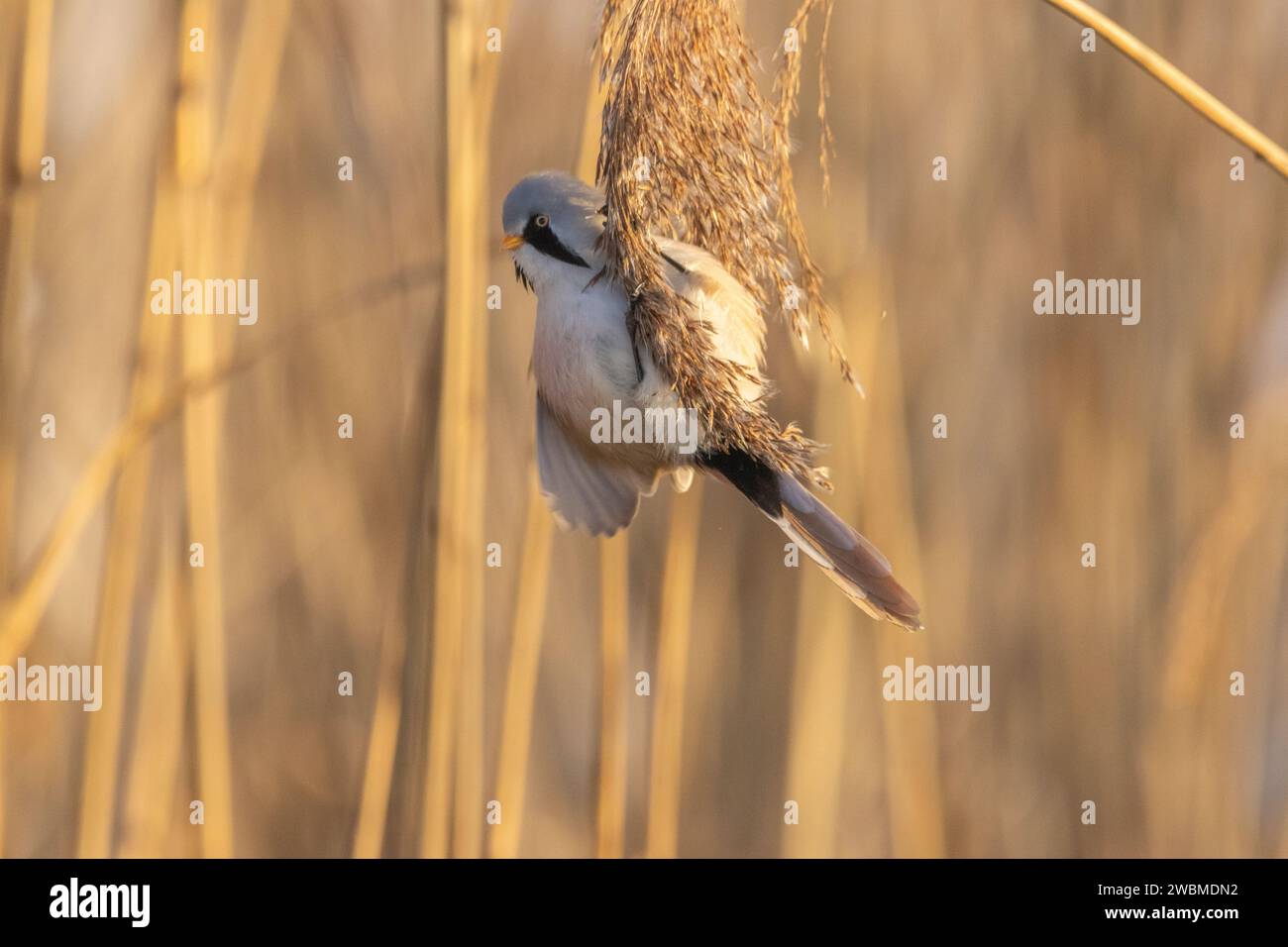 Ein bärtiger Schilf, der an einem kalten Wintertag in Estland eine Mahlzeit genießt Stockfoto