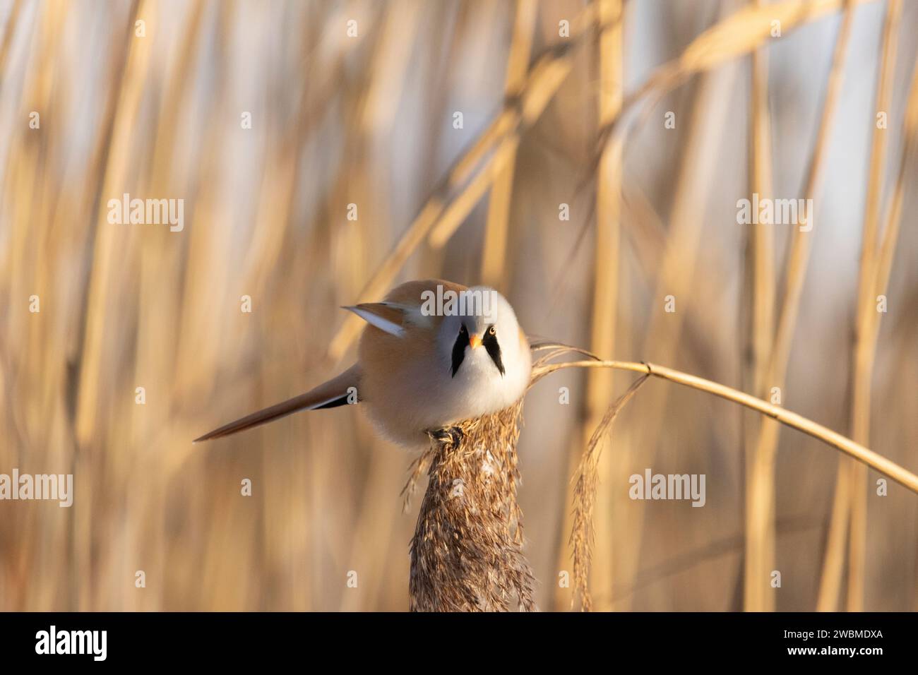 Ein bärtiger Schilf, der an einem kalten Wintertag in Estland eine Mahlzeit genießt Stockfoto