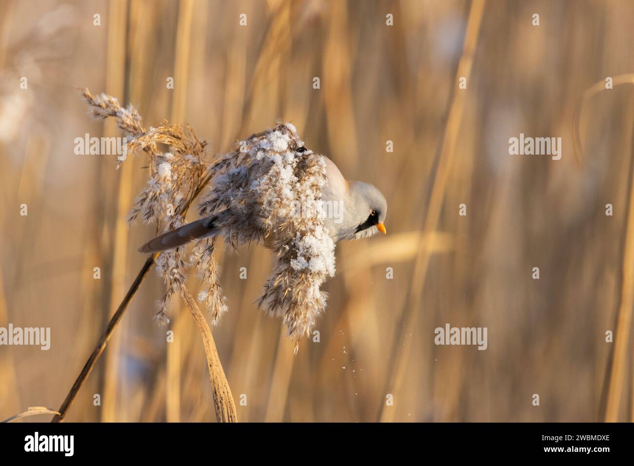 Ein bärtiger Schilf, der an einem kalten Wintertag in Estland eine Mahlzeit genießt Stockfoto