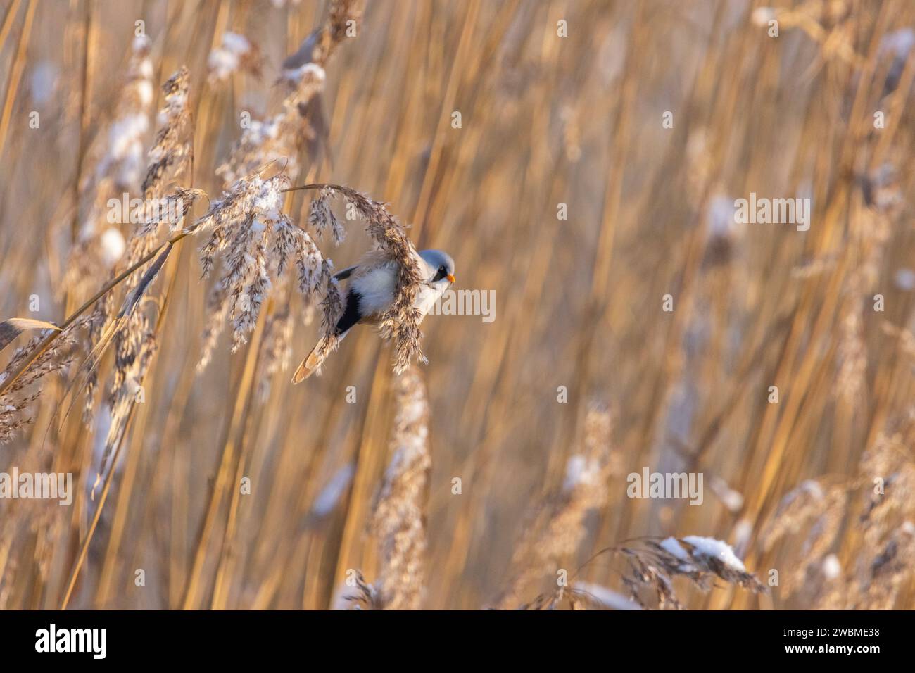Ein bärtiger Schilf, der an einem kalten Wintertag in Estland eine Mahlzeit genießt Stockfoto
