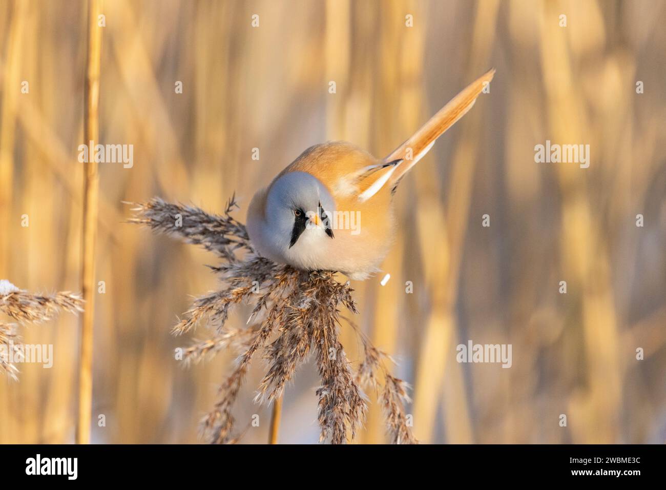 Ein bärtiger Schilf, der an einem kalten Wintertag in Estland eine Mahlzeit genießt Stockfoto