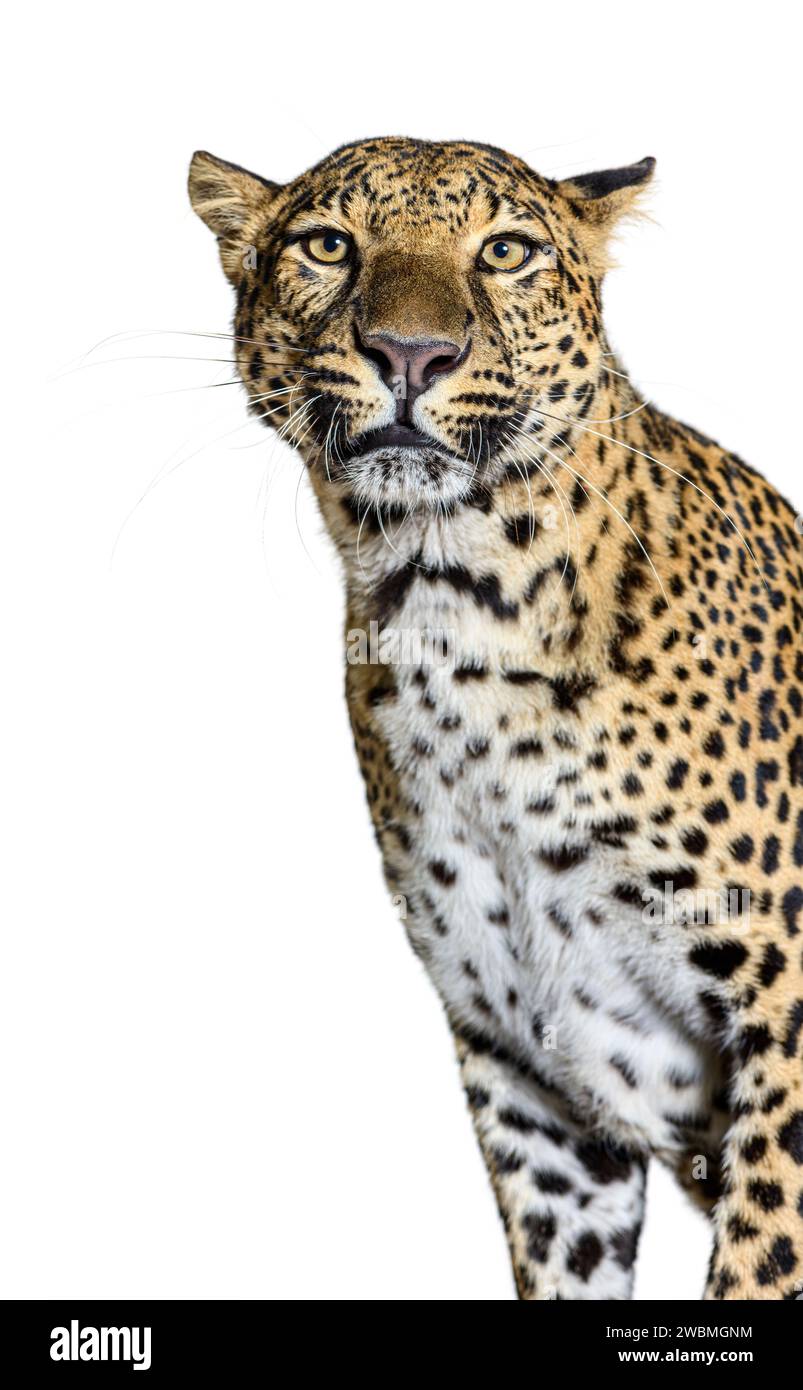 Kopfaufnahme eines gefleckten Leoparden, der die Kamera betrachtet, isoliert auf weiß Stockfoto