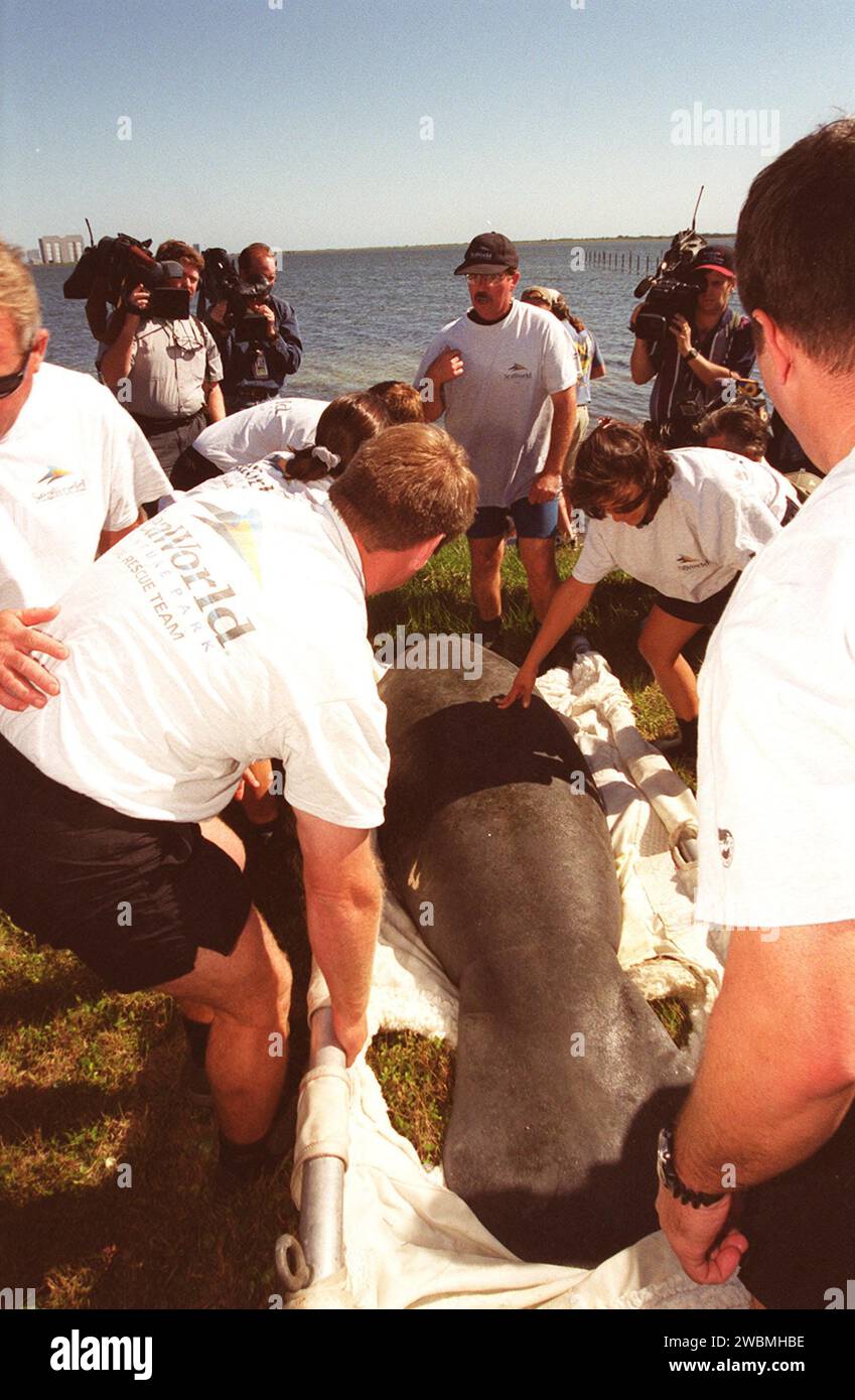 Arbeiter lassen eine rehabilitierte junge Seekühe in den Banana River in der Nähe des Kennedy Space Center frei, nachdem sie sich in SeaWorld Orlando erholt hatte. Das Gebiet befindet sich auf der Nordseite des NASA Causeway und ist Teil des Merritt Island National Wildlife Refuge, wo Seekühe häufig in umliegenden Gewässern vorkommen. Stockfoto